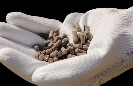 Brown manure granules in white gloves on farmer's hands. 