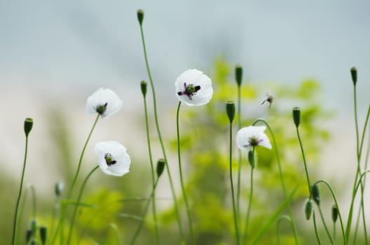 Photo of Poppy Flower Over Green Grass in Springtime