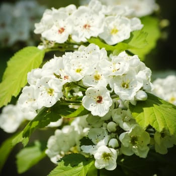 Spring Tree Blossom Vitality Background 