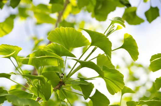 Photo of Ginkgo Biloba Tree Leaves Over Blue Sky