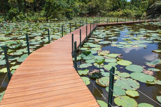 Wooden Bridge in lotus pond, thailand