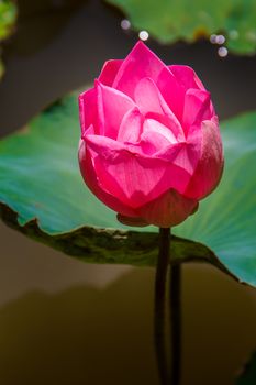 Lotus flower and Lotus flower plants  in the pond.