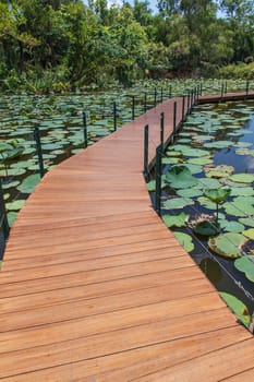 Wooden Bridge in lotus pond, thailand