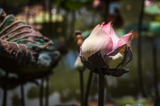 Lotus flower and Lotus flower plants  in the pond.