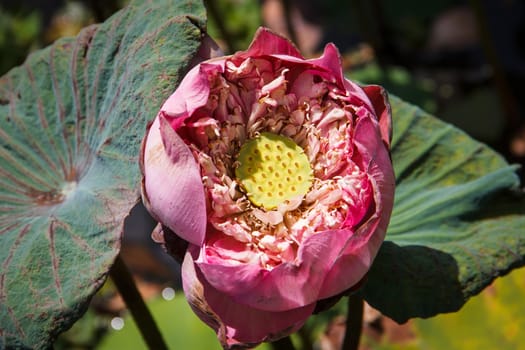 Lotus flower and Lotus flower plants  in the pond.