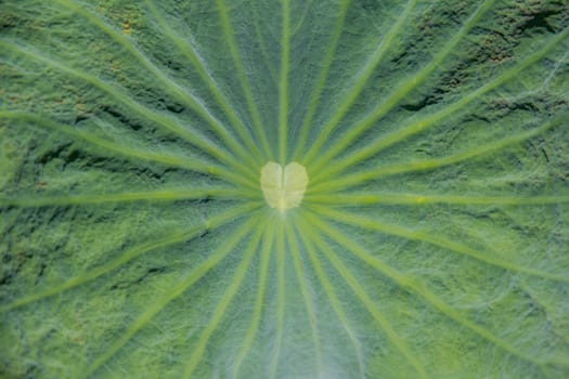 Lotus leaf surface,Lotus leaf texture