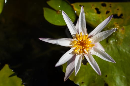 Lotus flower and Lotus flower plants  in the pond.