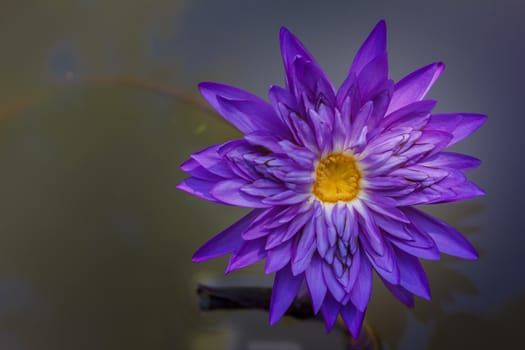 Lotus flower and Lotus flower plants  in the pond.