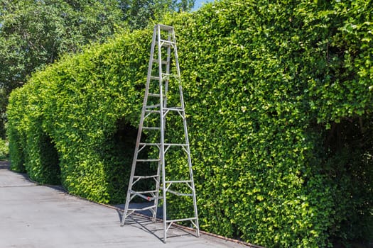 Aluminum ladder with wall green plant,