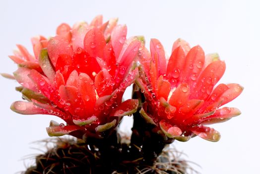 Beautiful gymnocalycium cactus flowers on a white background