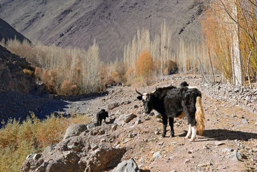 Yak in the valley of Ladakh, India