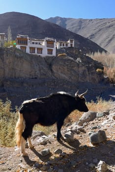 Yak in the valley of Ladakh, India