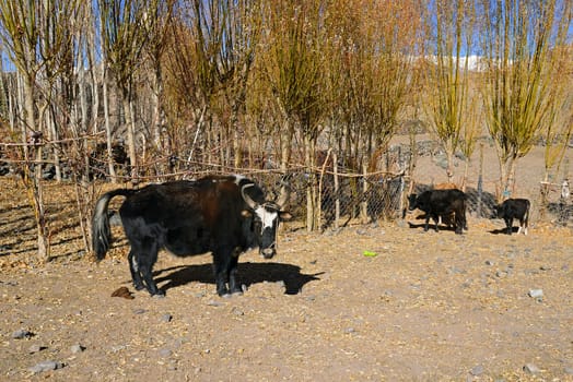 Yak in the valley of Ladakh, India