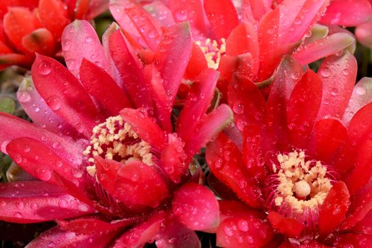 Beautiful red cactus flowers 