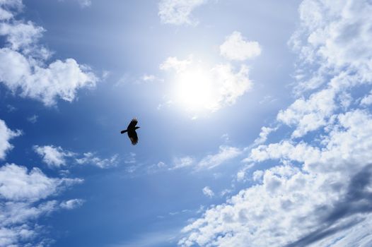 Lonely raven or crow in the blue sky as symbol of freedom