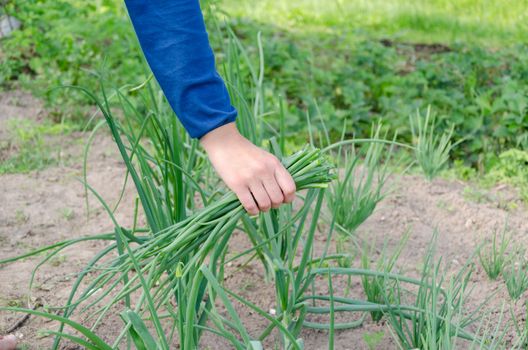 Woman hands pick green natural onion grown in rural garden. Organic healthy food.