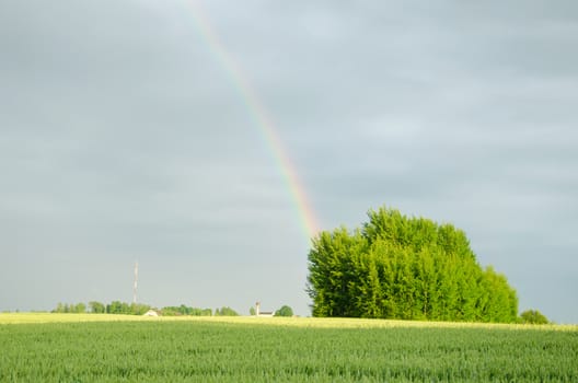 natural rainbow after the rain over green field tree summer time