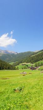 Ultental in Südtirol mit Schafweide