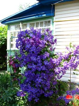 some beautiful blue and big flowers of clematis near the house