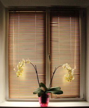 two branches of a blossoming white orchid on the window-sill with jalousie horizontal