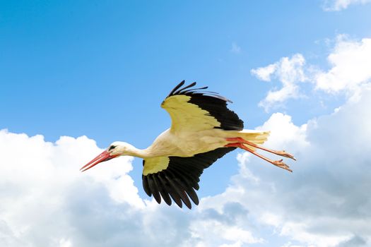 White stork in flight
