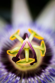 Amazing detail of a beautiful passionfruit flower