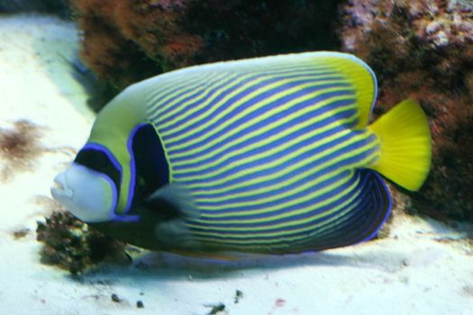 beautiful emperor angelfish, blue and yellow patterned side view