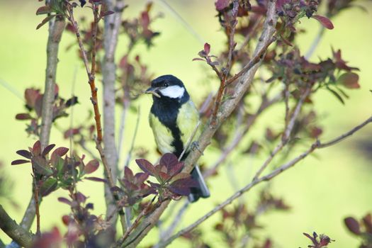 Great Tit (Parus major), hidden between branches