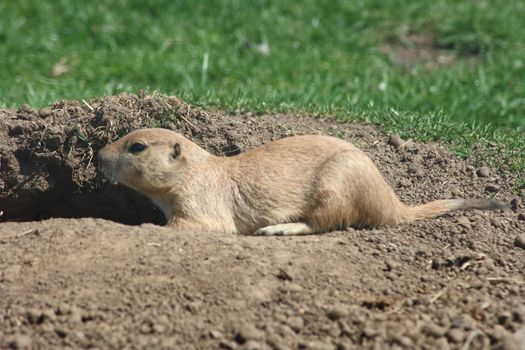 a prairie dog (Cynomys) is sitting in front of its burrow )