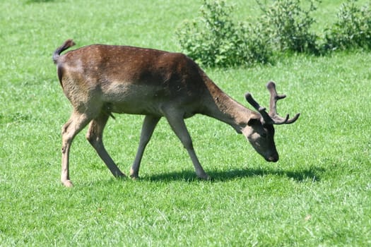 a fallow deer-bull on a green glade