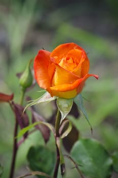 Photo of the Rose Flower in Spring Time