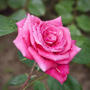 Photo of the Rose Flower in Spring Time