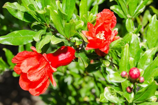 Vivid red spring pomegranate blossom with fruit ovary