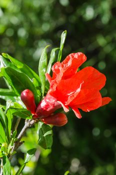 Vibrant red pomegranate sunlight flower and buds against dark bokeh background