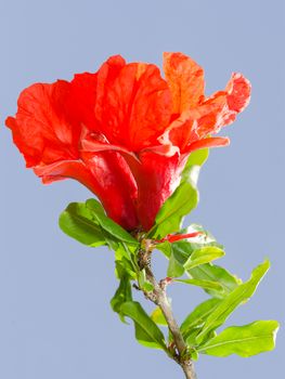 Bright red pomegranate flowers ovary and petals against clear blue sky