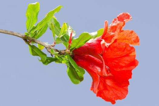 Pomegranate spring blossom. Vibrant colored red flowers against clear blue sky