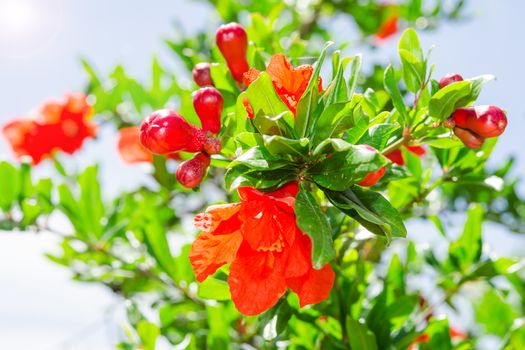 Bush of vibrant pomegranate spring blossom with petals against blue sky