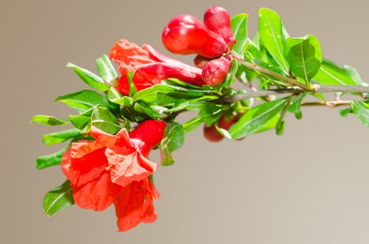 Sunlit branch with spring red pomegranate blossom on gradient background