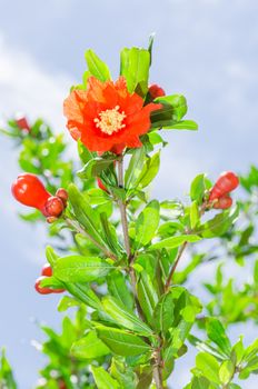 Pomegranate tree blooming at spring with sunlight red flowers against sky