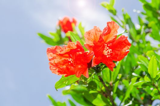 Pomegranate spring blooming branch with backlit red flowers against blue sky