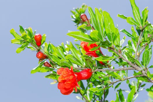 Branches of spring blossoming pomegranate sunlit red flowers