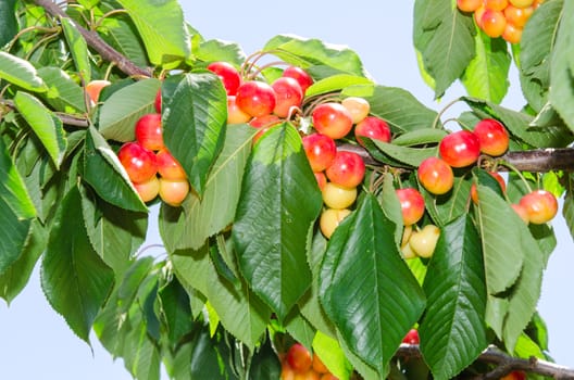 White ripe cherry berry fruits on the tree against blue sky