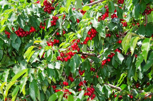 Many red sweet ripe cherry berries in leafage on tree branches