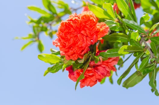 Vibrant red colored Japanese quince spring flowers on sunlit bush