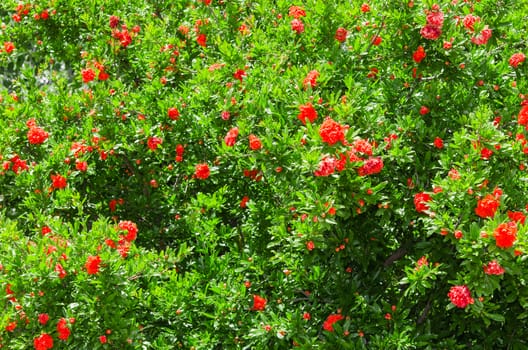 Spring blooming Japanese quince bush with vivid red flowers background