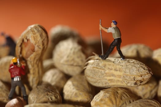 Miniature Fake People Working on Peanuts