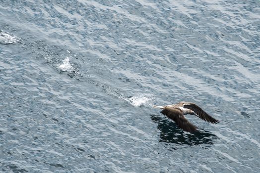 Blue-footed booby flying up from the water, San Cristobal,  Galapagos, Ecuador