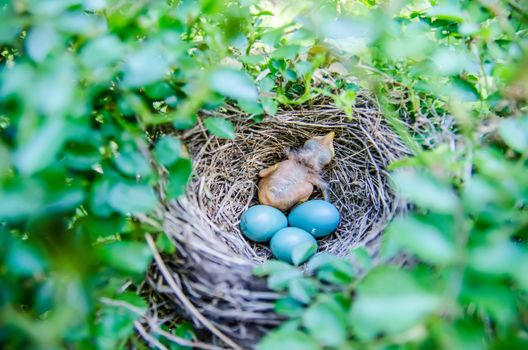 Babies Streak-eared Bulbul in nest with blue eggs