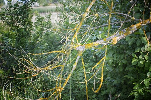 Yellow lichen on branches in Italian forest