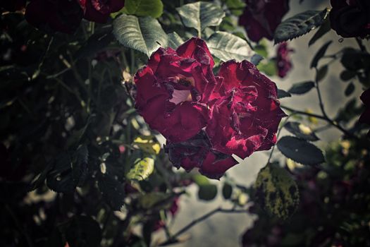 Red roses in Italian garden